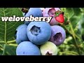 التوت الأزرق (blueberries) 🍀☘🌱😍😍 #agriculture #fruit #blueberries #weloveberry