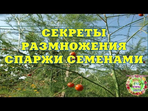 Видео: Аспарагус ургамлыг үржүүлэх - Аспарагусыг үрээр эсвэл хуваалтаар ургуулах