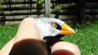 Finch With Opaque Yellow Eye Problem by Finchesca 656 views 11 years ago 33 seconds