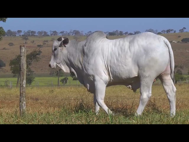 LOTE 26   HWA 3816 mp4