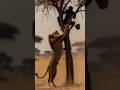 These tribesmen hunt deer before lions. 😱🌿