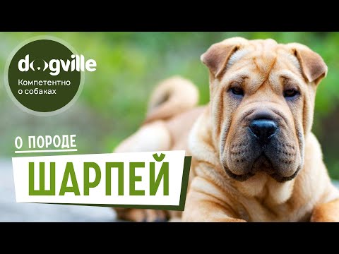 Шарпей - О породе - Как выбрать щенка Шарпея?