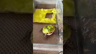 Лягушка орет 🐸 #лягушка #frog