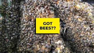 Bee Hive Removal Cape Coral, FL | Pest Control Exterminator Humane Alternative for Cape Coral area