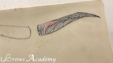 Applied Microblading Patterns S Curve Brows #2 | iBrows Academy | David Nguyen