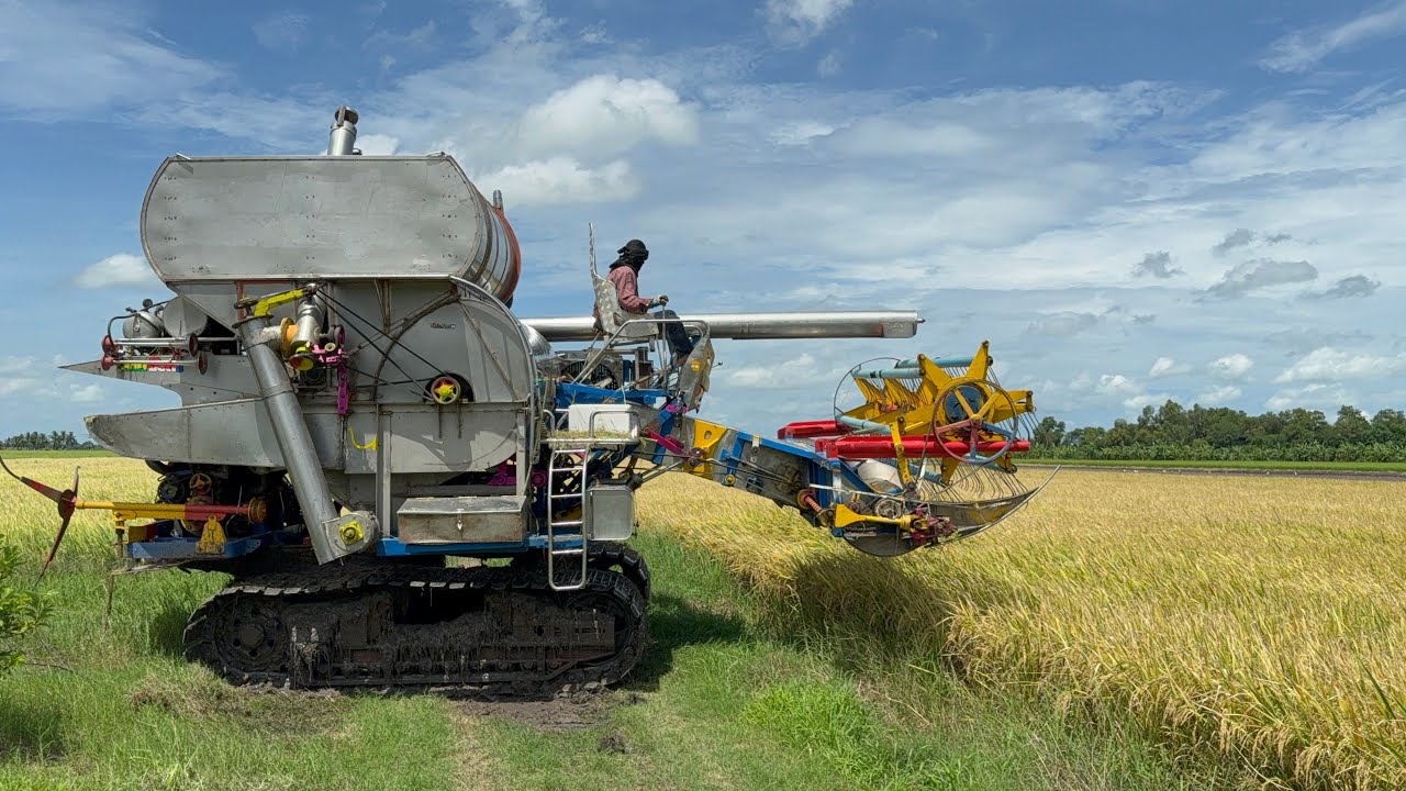 ข้าวสวยมาก 98 หอมฟุ้ง แต่ราคาไม่ดีเท่าไหร่ 6,000 กว่าบาท รถเกี่ยวข้าวผู้ใหญ่นัย