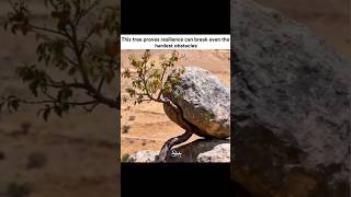 Naturs magic 🪄✨#inspiration #tree #struggle #stone #nature #naturemotivation
