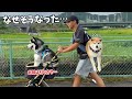 【なぜそうなった…】柴犬とハスキーの行動があまりにも超理不尽過ぎました…