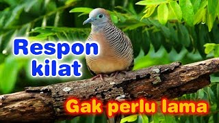 Download lagu Masteran perkutut lokal suara besar, tembakan rapat full power.