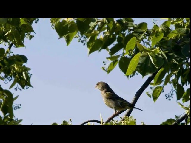 Сладка ягода - Под окном черемуха колышется
