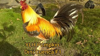 Yellow Legged Hatch Pumpkin Dini Cuenca F1
