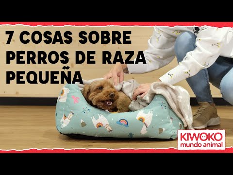 Video: Cómo cuidar las razas de perros pequeños