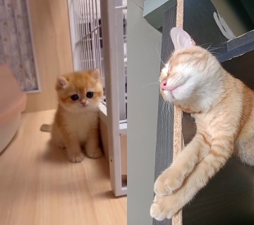 funny cute kitten 26th #cat #funny #shorts