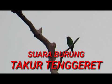 SUARA TAKUR TRNGGERET, GACOR POLL.
