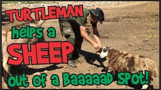 Turtleman helps a sheep get out of a baaaaaad spot! Profile
