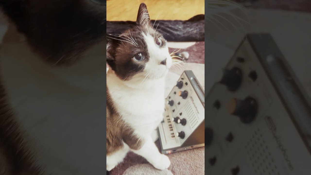 July 2025 - CatSynth