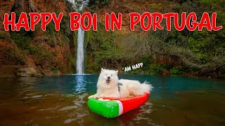 Funniest moments of my Dog from Portugal