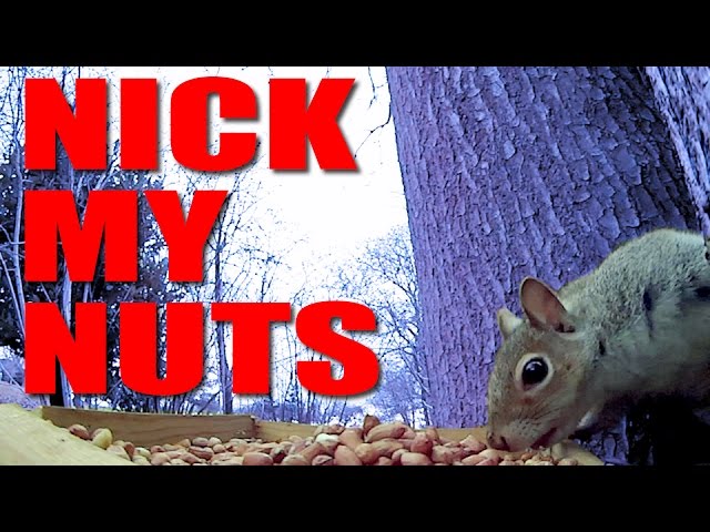 Nick My Nuts - how to set up a squirrel bait station 