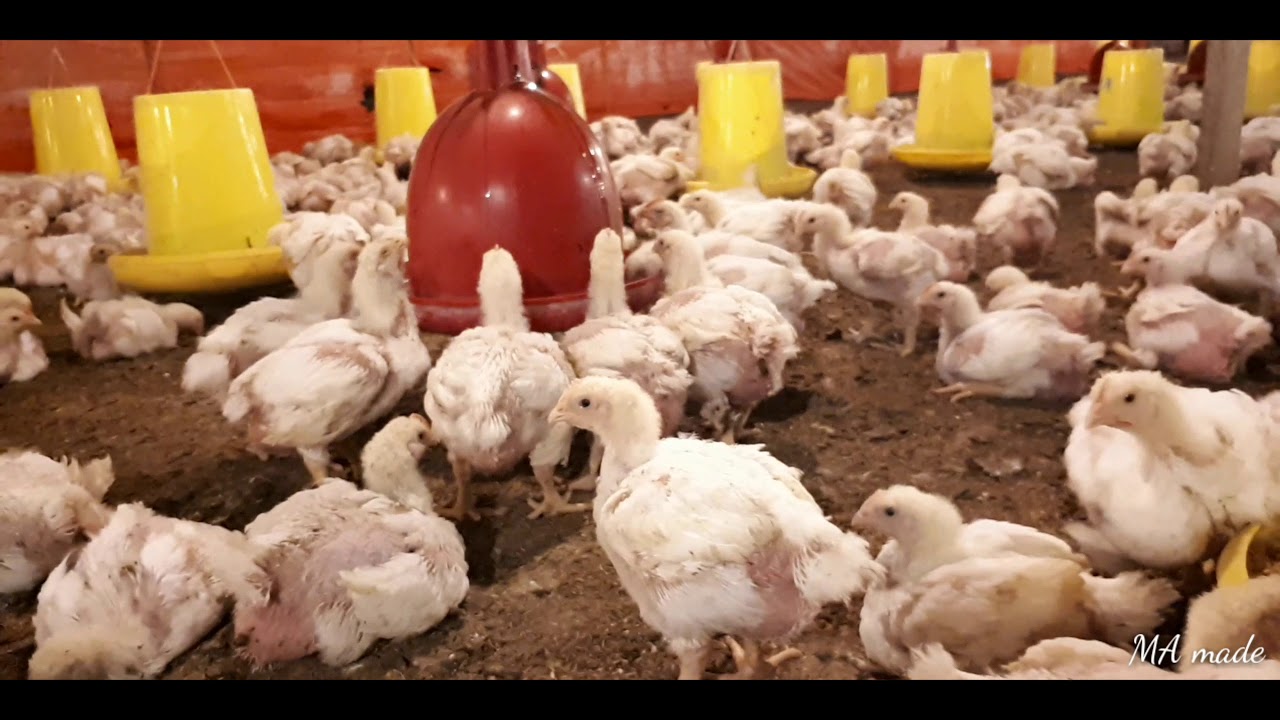 Ayam Pedaging / Broiler Umur 23 hari saat pagi hari / Kandang Ayam
