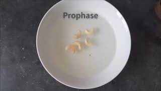 The process of mitosis - stop motion animation
