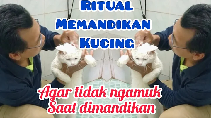 Video 10659281: cat bathing angry, home pets cat, bath catlover, cat pet fun
