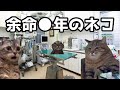 【猫ミーム】捨てられた猫の末路・・・葬儀社にアルバイトとして勤めていたお話【番外編】