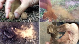 Exploding Mushrooms: PUFFBALLS & EARTHSTARS