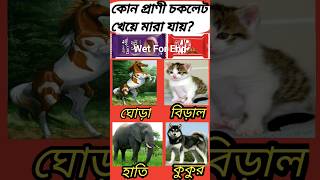 কোন প্রাণী চকলেট খেয়ে মারা যায়/ General knowledge /IQ/test/gk gkfacts health banglagk shorts