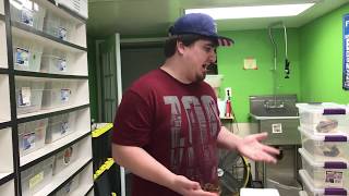 Celebrity MY PIEBALD BALL PYTHON COLLECTION! Wealth