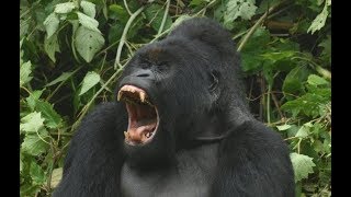 WIld Gorilla encounter     DRC Congo     Africa