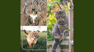 Sumptuous Ambiance for Quiet Cat