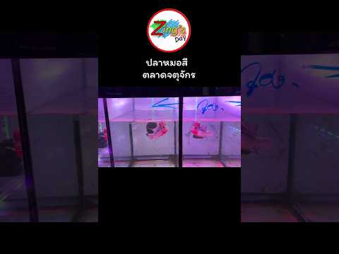 ปลาหมอสีตลาดจตุจักร