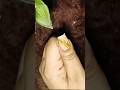 nail like a leaf 🌿🌿/68