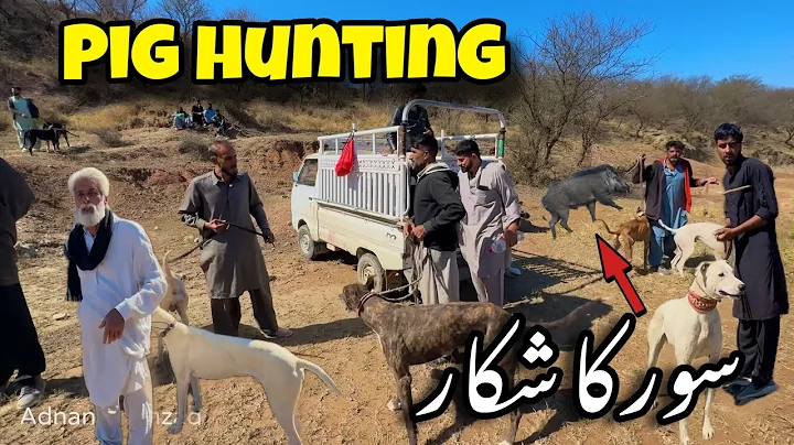 Three animals were caught in this hunt. 🐗 || Wild Boar Hunting || Adnan Shahzad