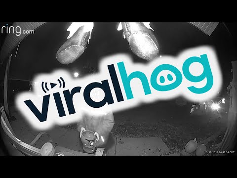 Ruthless Kid on Halloween || ViralHog