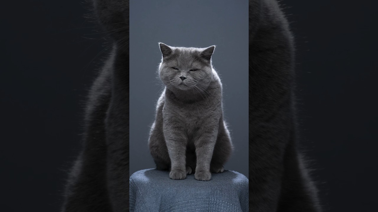 Grumpy cats are my Fav 📸😾🫶 