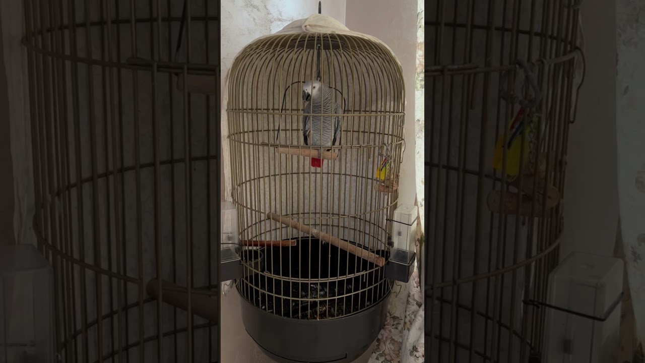 Насколько умны африканские серые попугаи? Поразительный интеллект!