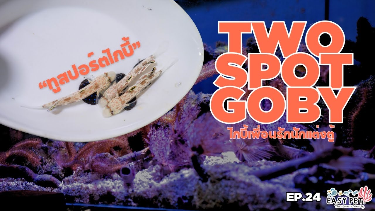 EP.24: ปลาทูสปอร์ตโกบี้ (Two Spot Goby)🐟 ปลาน่ารัก ขี้เล่น กินง่าย ช่วยดูแลตู้ให้สะอาด