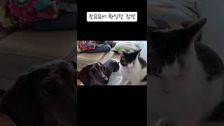 밥상머리 교육받는 고양이 #cat #dog #길고양이 #강아지 #예절
