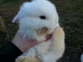 Julias Litter #2 ~ 3 Weeks Old ~ Baby Holland Lop Bunnies