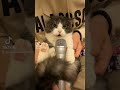 air raid  siren? cat version vtas