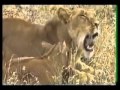 اسد يحرس حيوان مولود ويحميه ويدافع عنه رحمة الحيوانات اسد يحرس حيوان مولود ويحميه ويدافع عنه رحمة الحيوانات