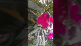 Adukku arali Poo #shorts