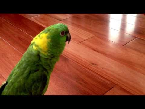 Parrot laughing out loud !!!!!!!