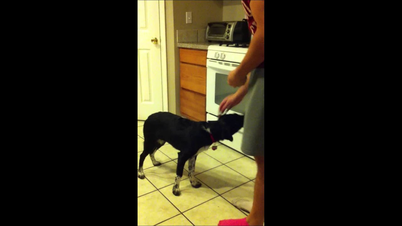 Tricks by borador named Dante