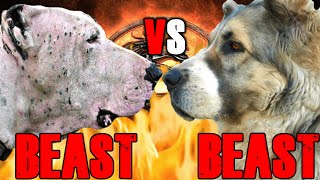 Bully Kutta vs Alabai | Central Asian Shepherd vs Bully Kutta | Powerful Guard Dog? | Billa Boyka |