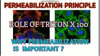 Permeabilization principle ll protocol ll Xgene and proteinX