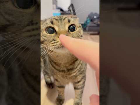 パパ帰宅で我先にお出迎えする猫たちwww #shorts #猫 #cat