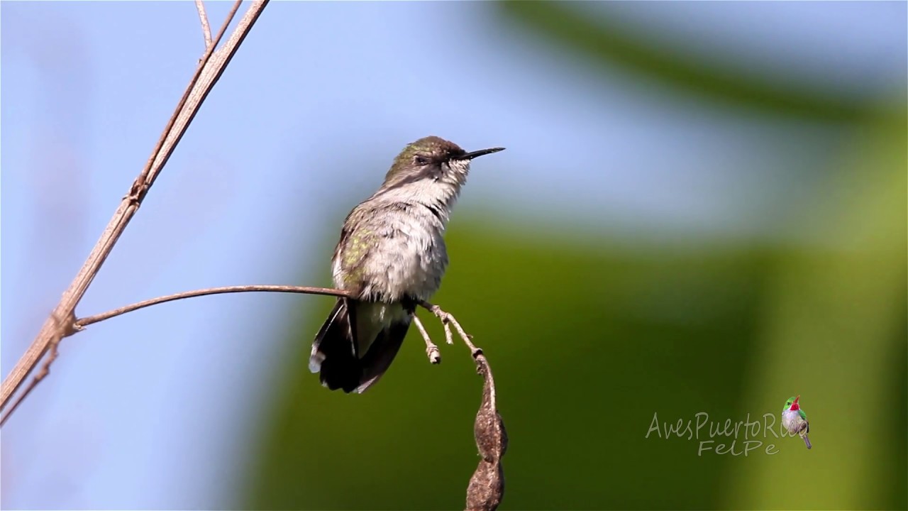 Colibris: si minis, si mimis !