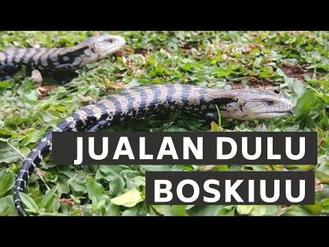 Video: Kadal Lidah Biru - Tiliqua Reptile Breed Hypoallergenic, Kesehatan Dan Umur